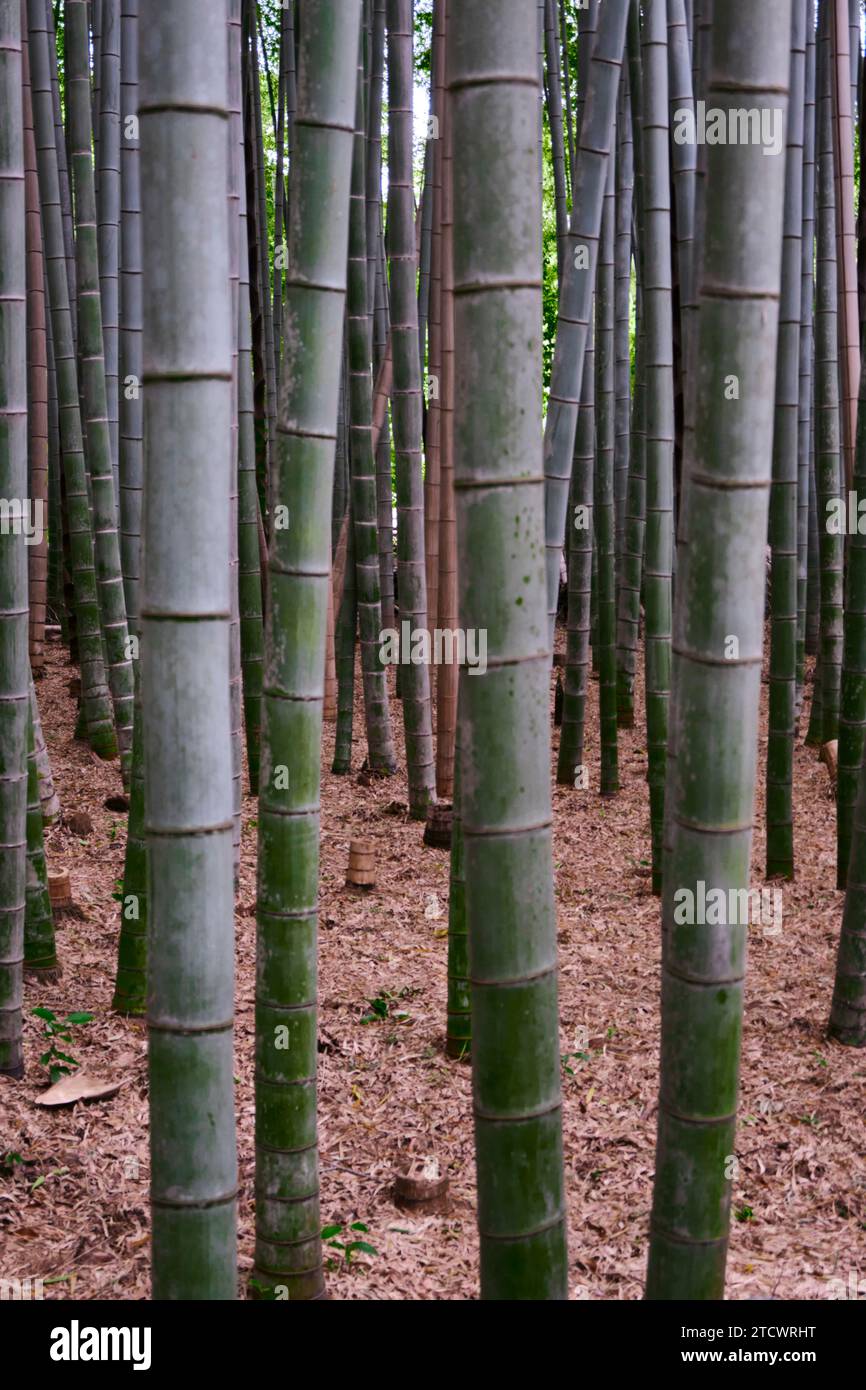 Astrazione di una foresta di bambù. Foto Stock