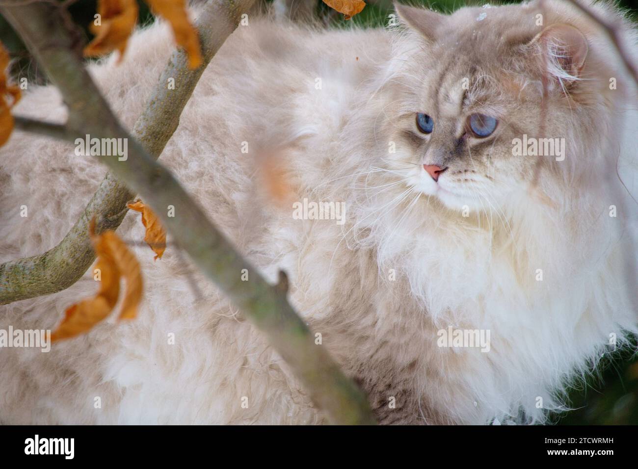 Neva gatto mascherato con occhi blu su un albero. Foto Stock