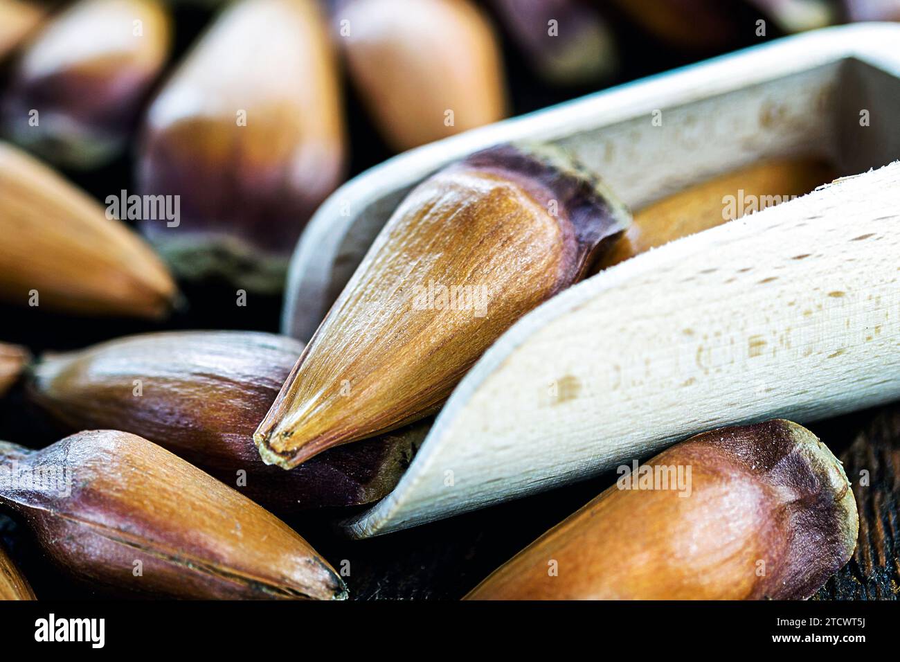 Pinhão, semi di araucaria brasiliana ed europea utilizzati nella cottura di cibi, oli e bevande tipici dell'inverno. Foto Stock