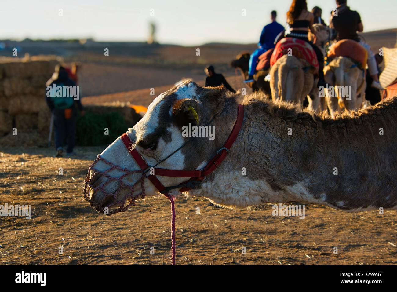 Giro in cammello nel deserto di Marrakech Foto Stock