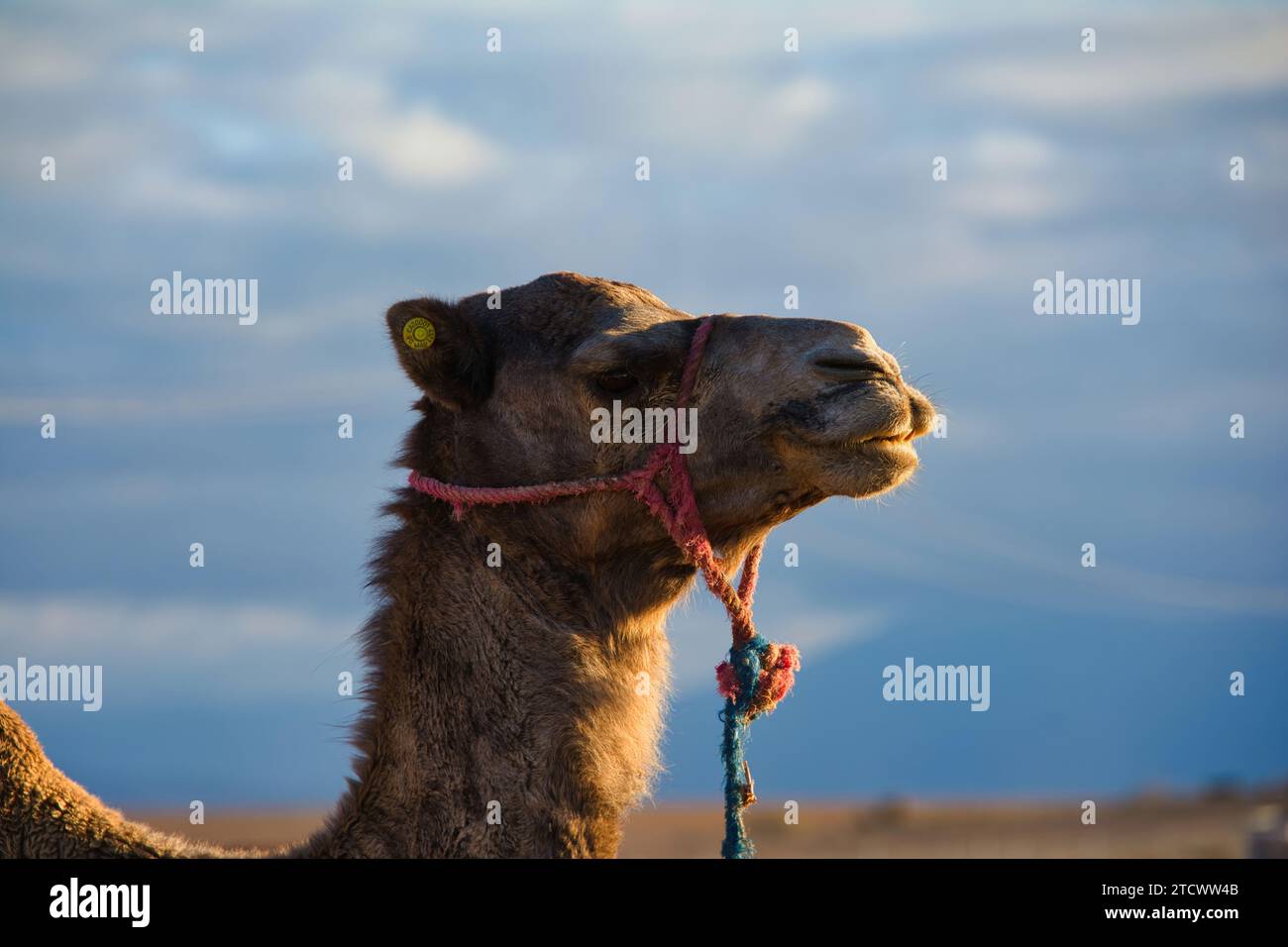 Giro in cammello nel deserto di Marrakech Foto Stock