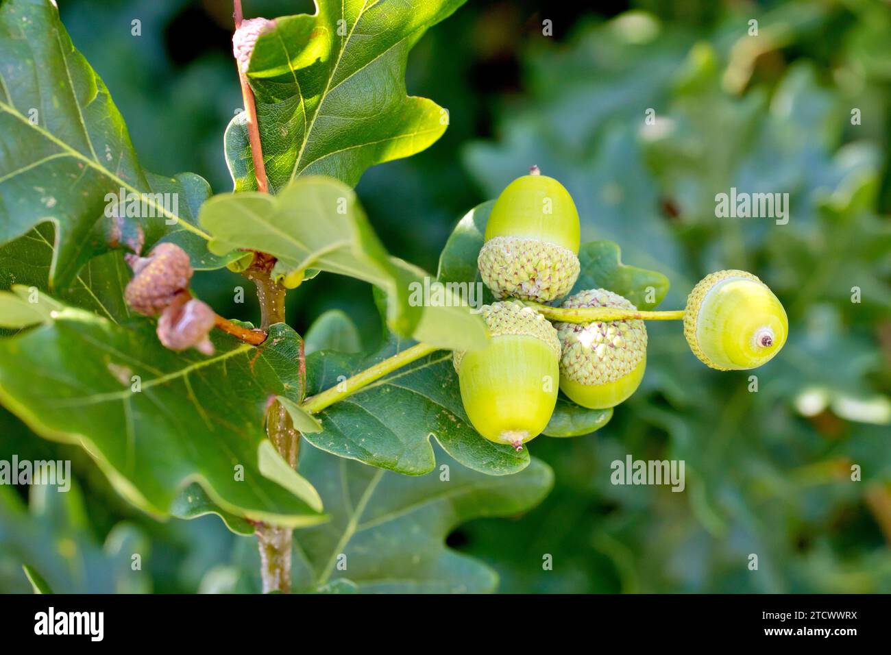 Quercia inglese o quercia peduncolata (quercus robur), primo piano che mostra diverse ghiande o frutti che si sviluppano sull'albero. Foto Stock