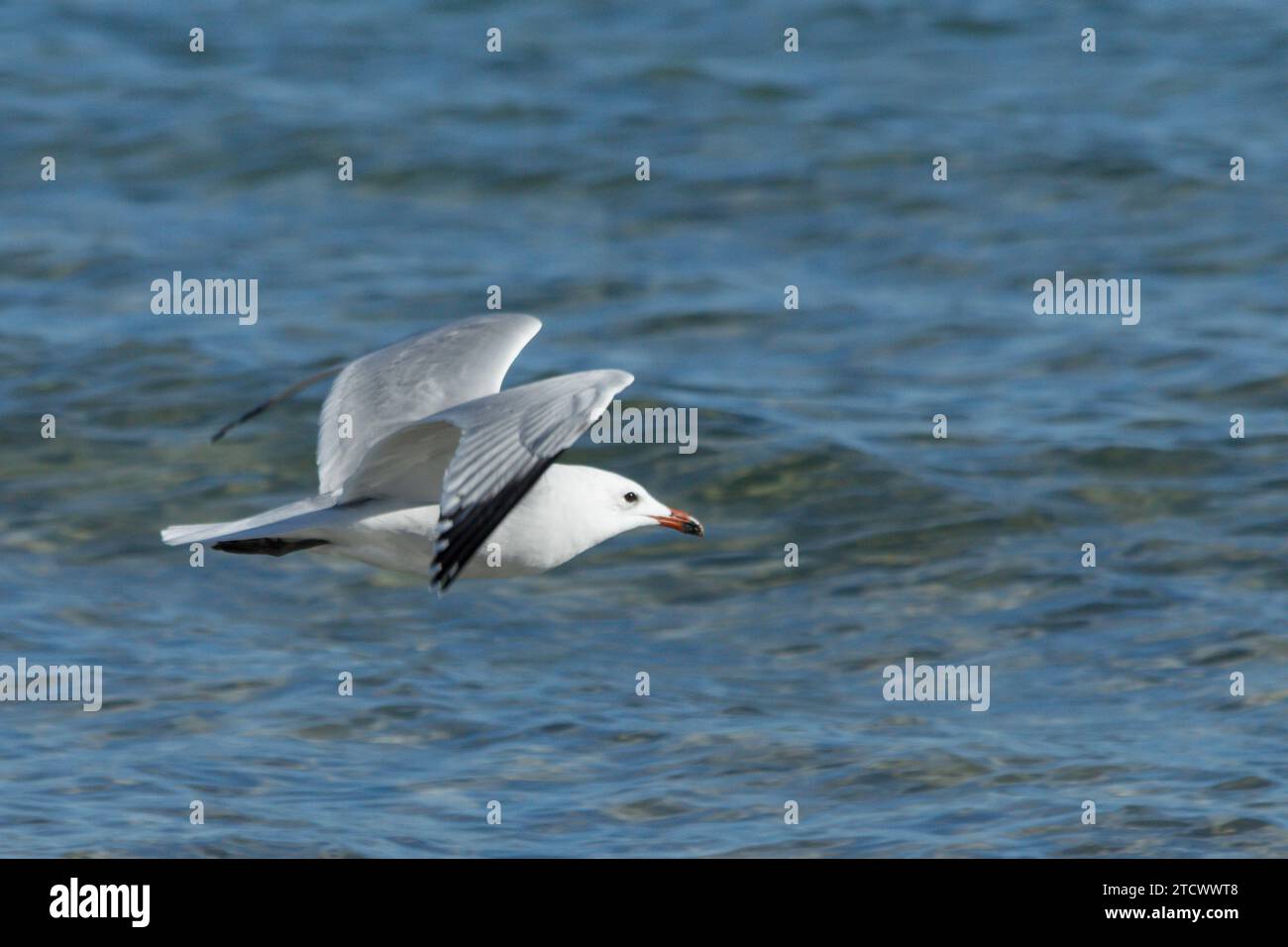 Ichthyaetus audouinii, splendida posa durante il volo del Gull di Audouin sul Mediterraneo, Arenales del Sol, Spagna Foto Stock