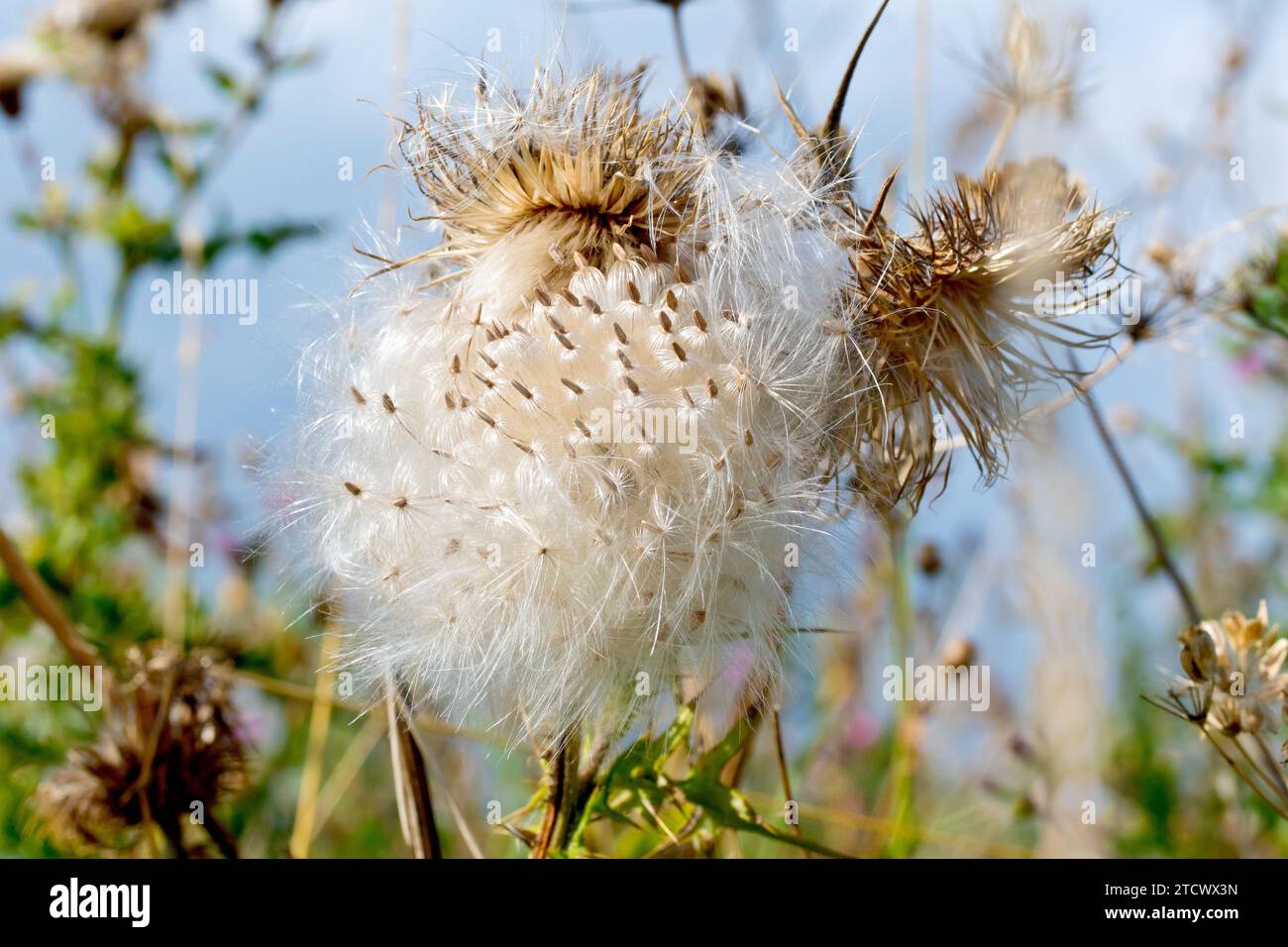 Spear Thistle (cirsium vulgare), primo piano che mostra un gruppo di semi piuma della pianta caduti dalla testa di fiori ma ancora dispersi nel vento. Foto Stock