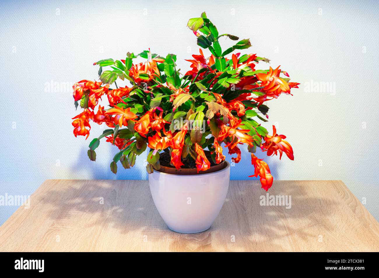 Fioritura del cactus natalizio (Schlumbergera) con fiori rossi vivaci Foto Stock