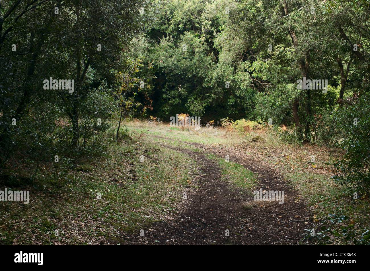 Percorso curvo tra i boschi del Parco dell'Etna, Sicilia, Italia Foto Stock