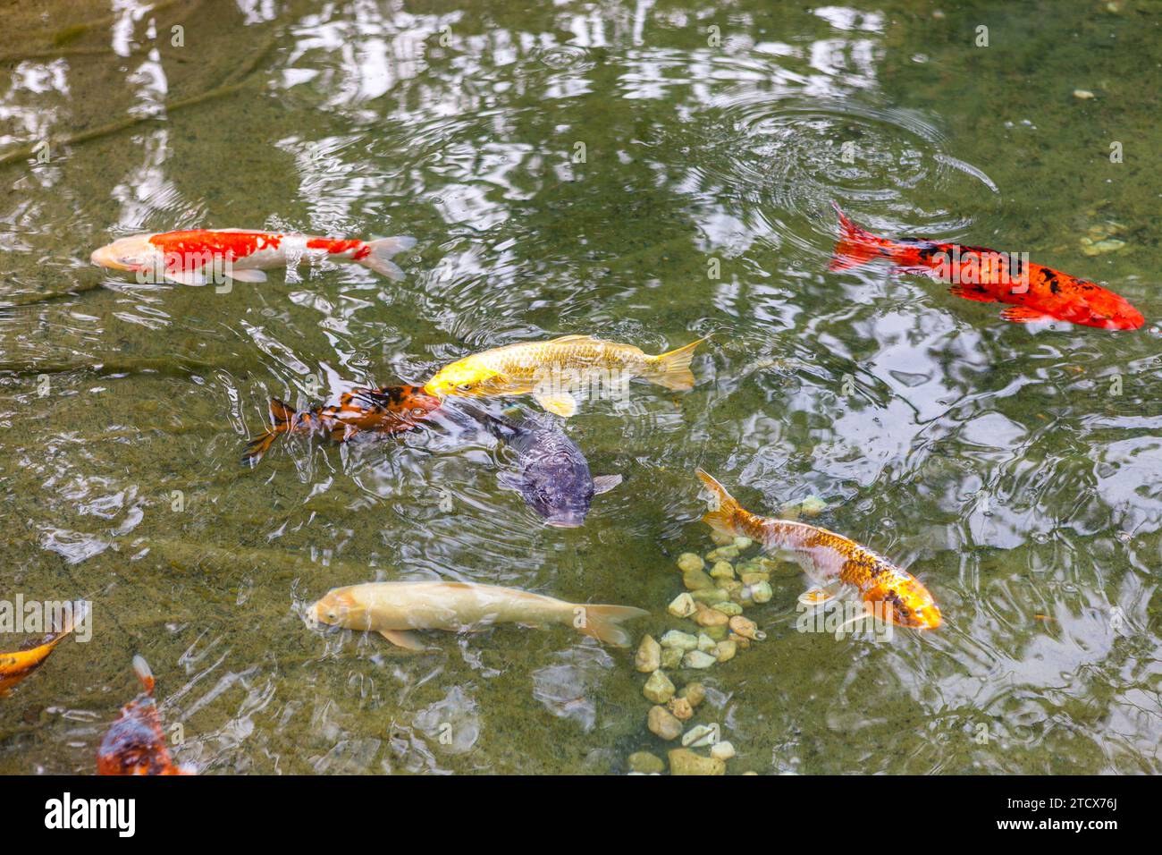 Cyprinus rubrofuscus (carpe) presso il giardino botanico di Montreal. Montreal, Quebec, Canada Foto Stock