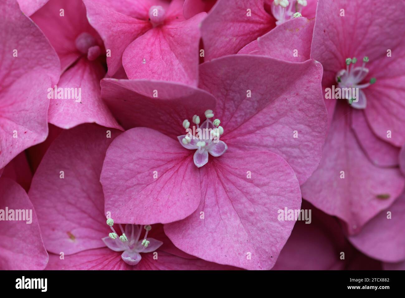 Ortensia rosa, di specie e varietà sconosciute, fiori in macro da vicino senza sfondo. Foto Stock