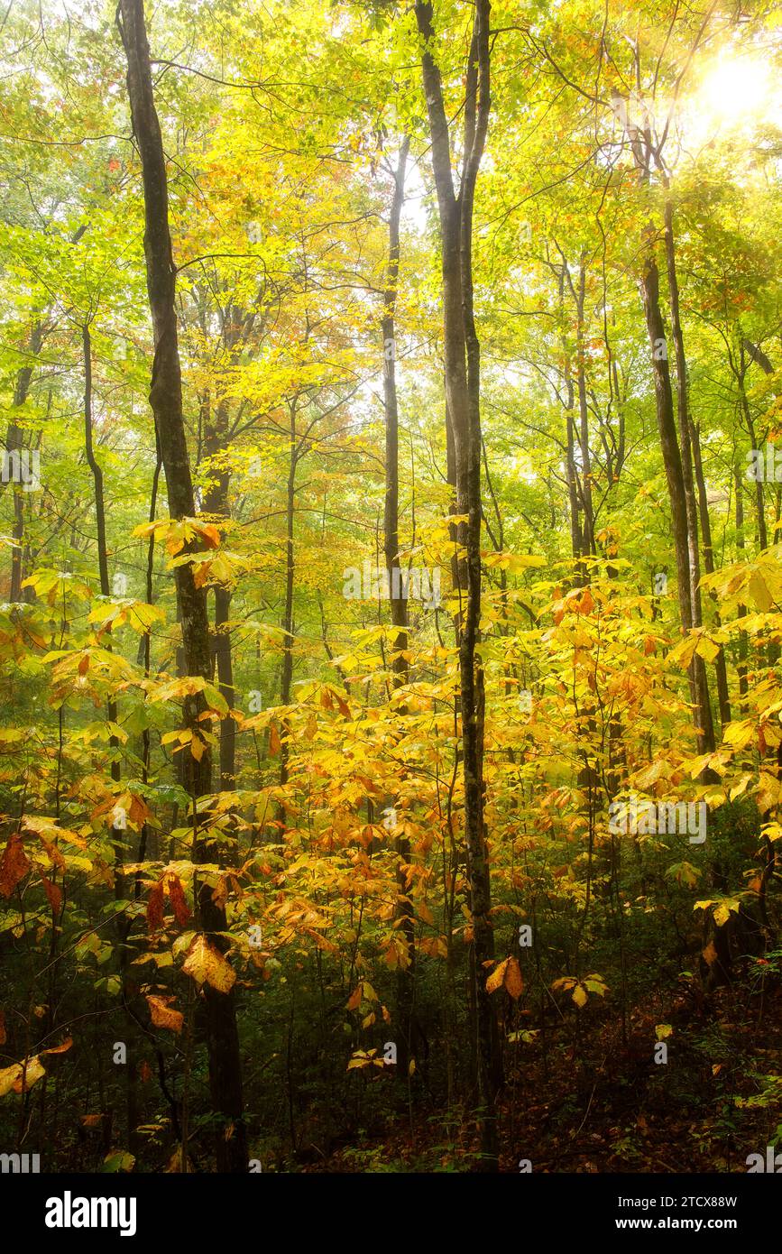 Colori autunnali nei boschi, Gorge National Park, nella Carolina del Nord occidentale Foto Stock