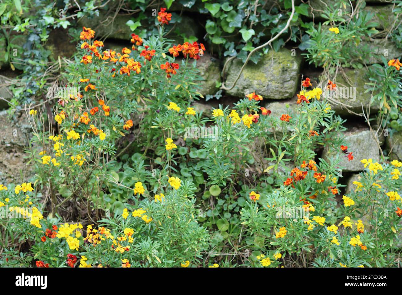 Fiori di muratura gialli, arancioni e rossi che crescono contro un muro di pietra secca Foto Stock