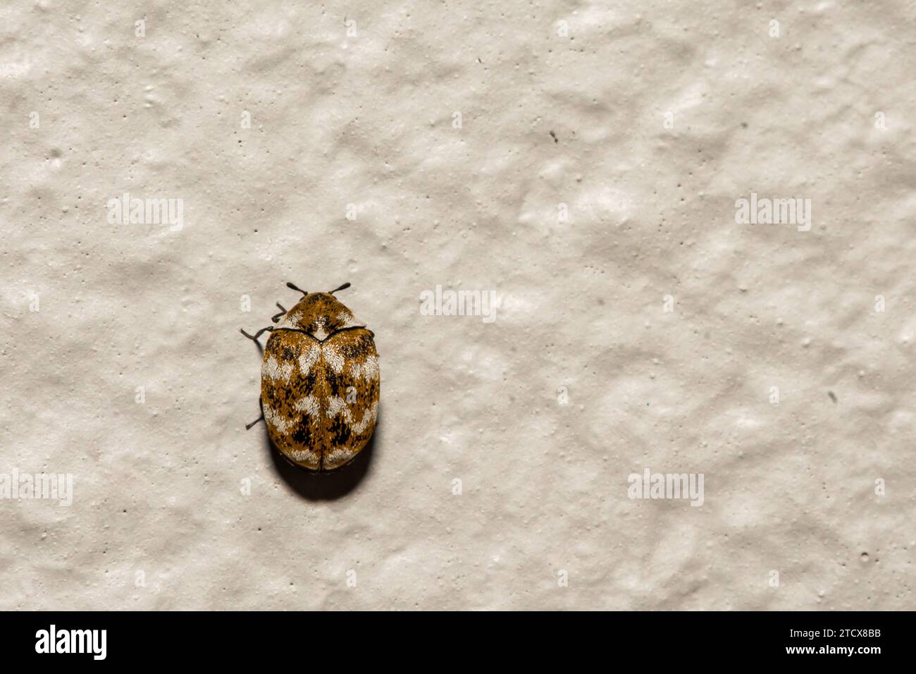 Tappeto di vario Beetle - Anthrenus verbasci Foto Stock