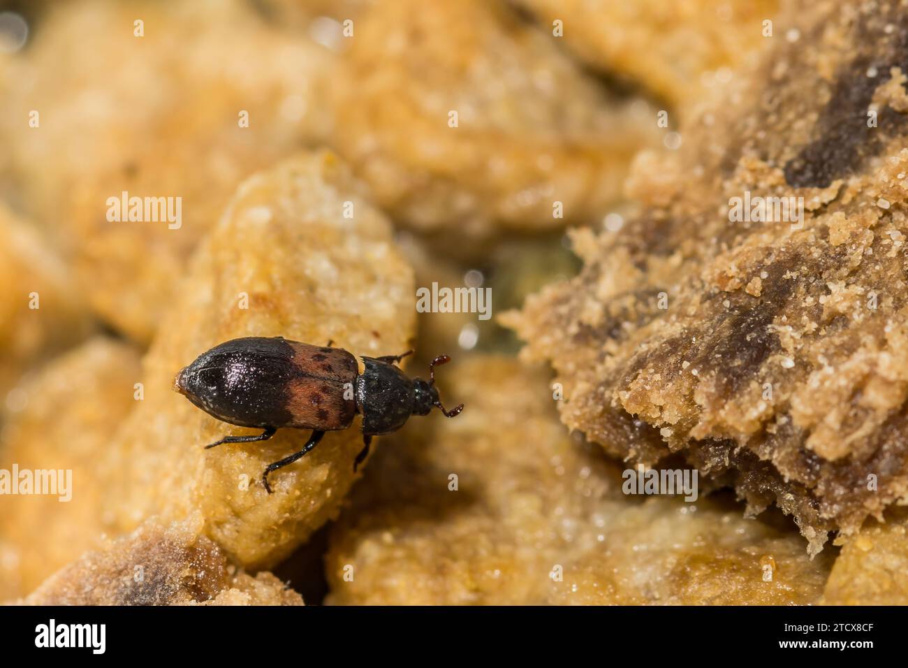 Larder Beetle - Dermestes lardarius Foto Stock