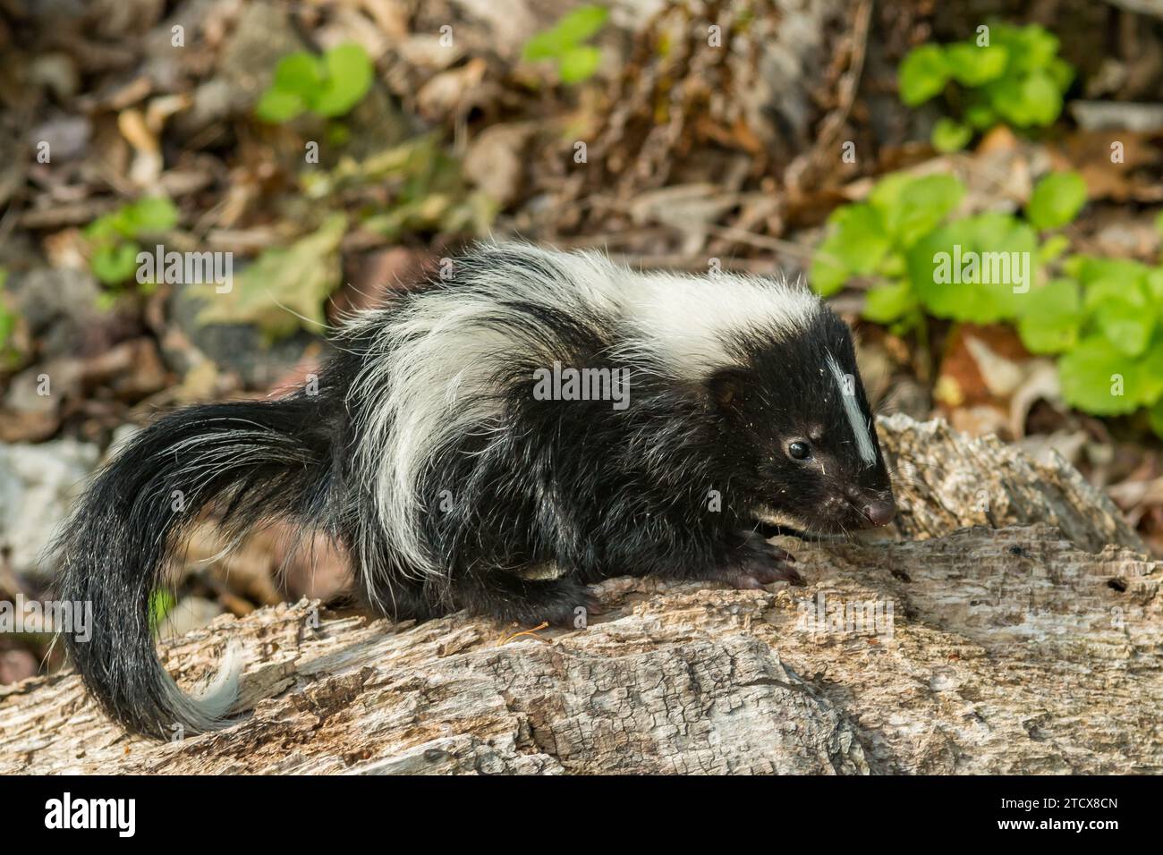 Skunk Kit a righe in giardino Foto Stock