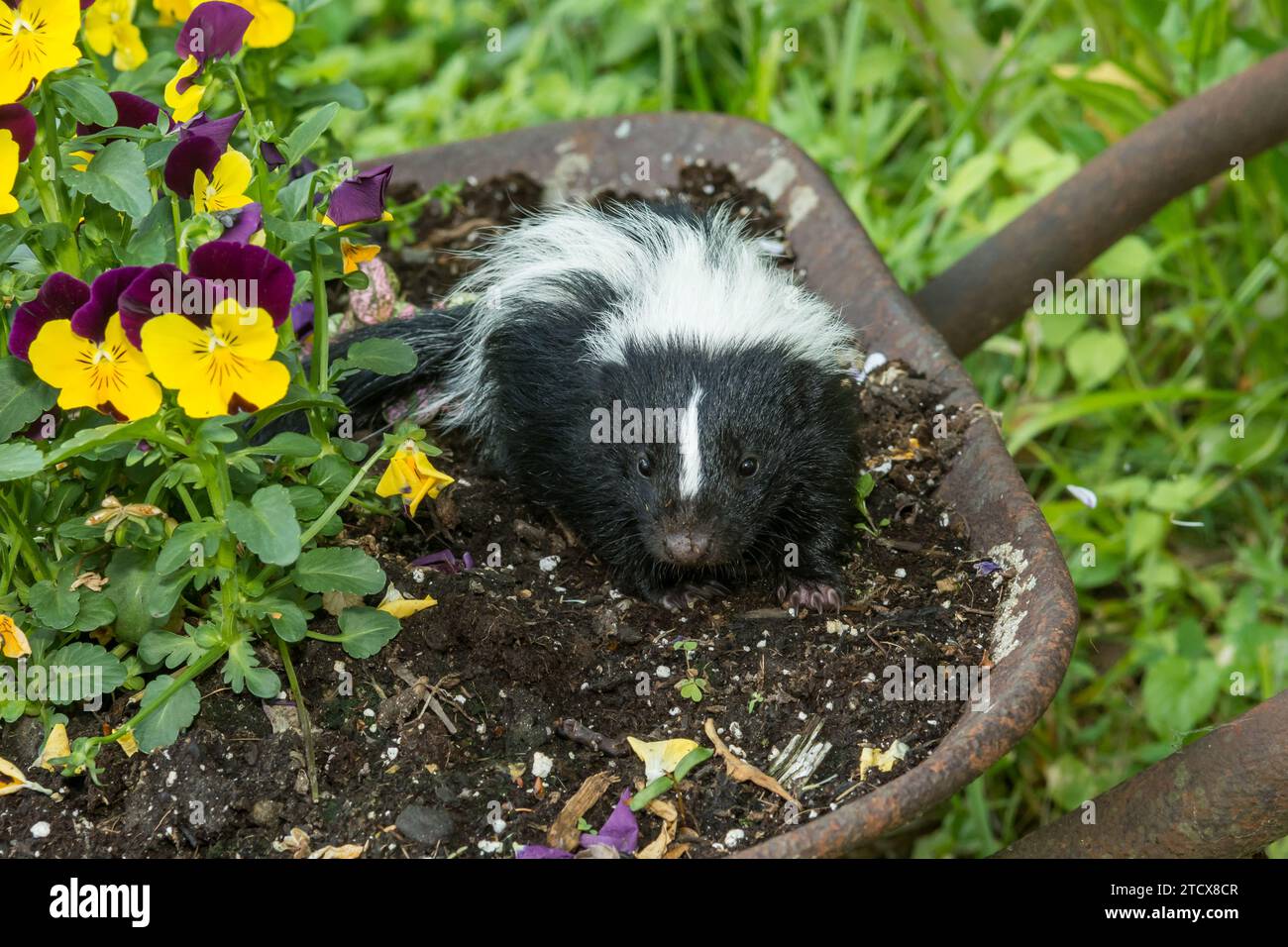 Skunk Kit a righe in giardino Foto Stock