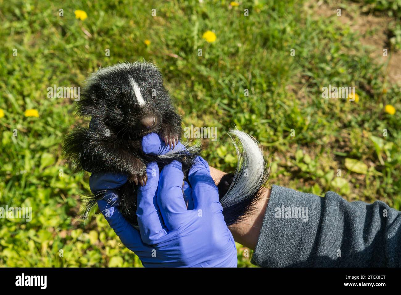 Un responsabile del controllo degli animali che ispeziona un Kit Skunk a strisce per rilevare malattie e lesioni. Foto Stock