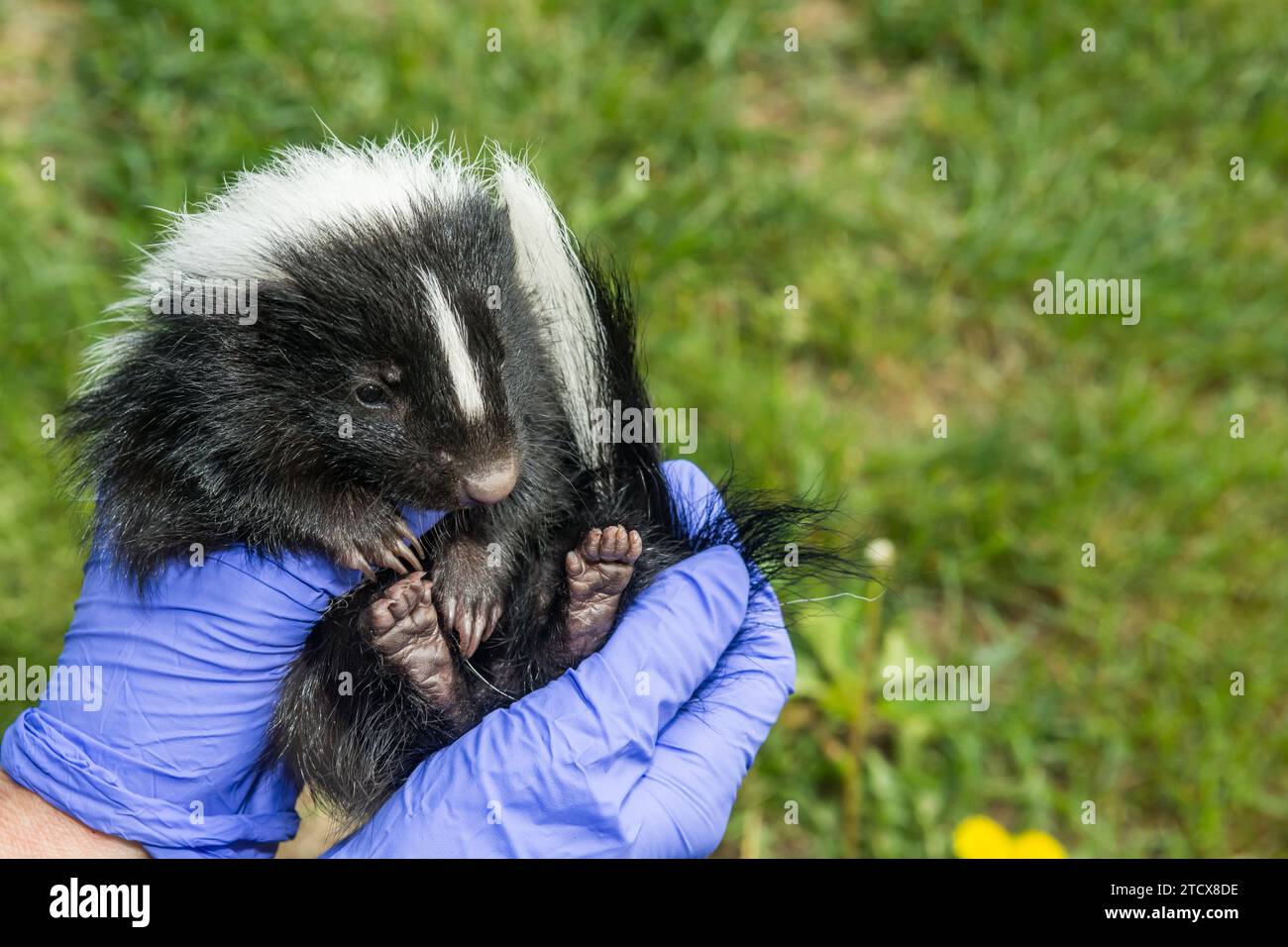 Un responsabile del controllo degli animali che ispeziona un Kit Skunk a strisce per rilevare malattie e lesioni. Foto Stock