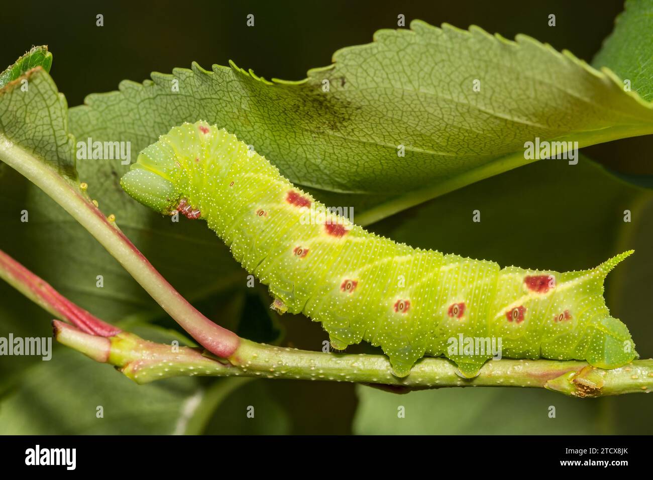 Caterpillar Sphinx con occhi piccoli - miopi Paonias Foto Stock
