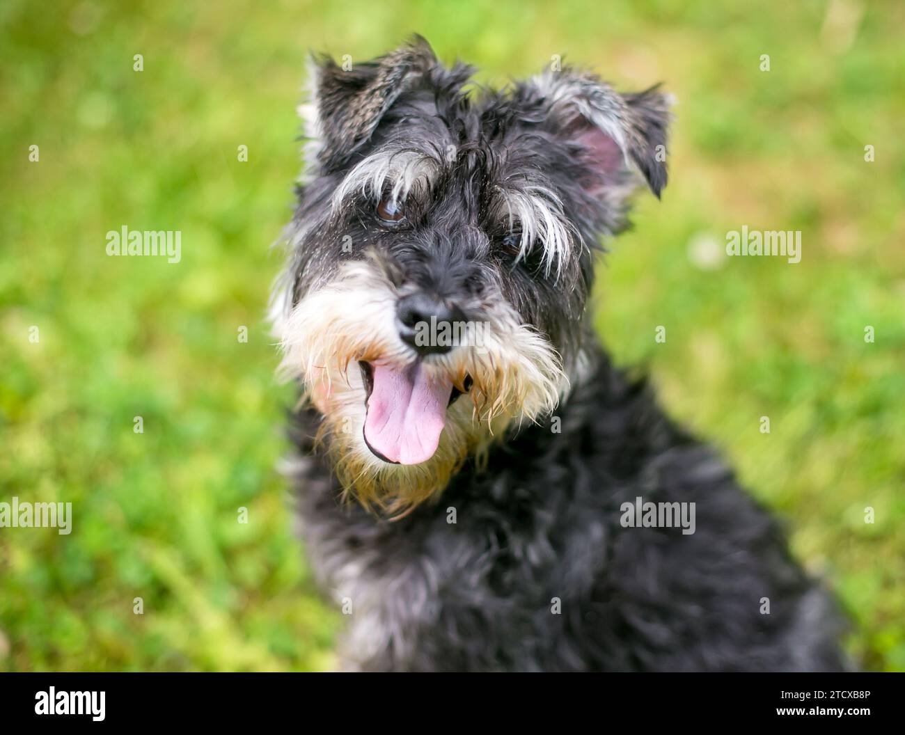 Un cane Schnauzer in miniatura che guarda la telecamera con un'espressione felice Foto Stock