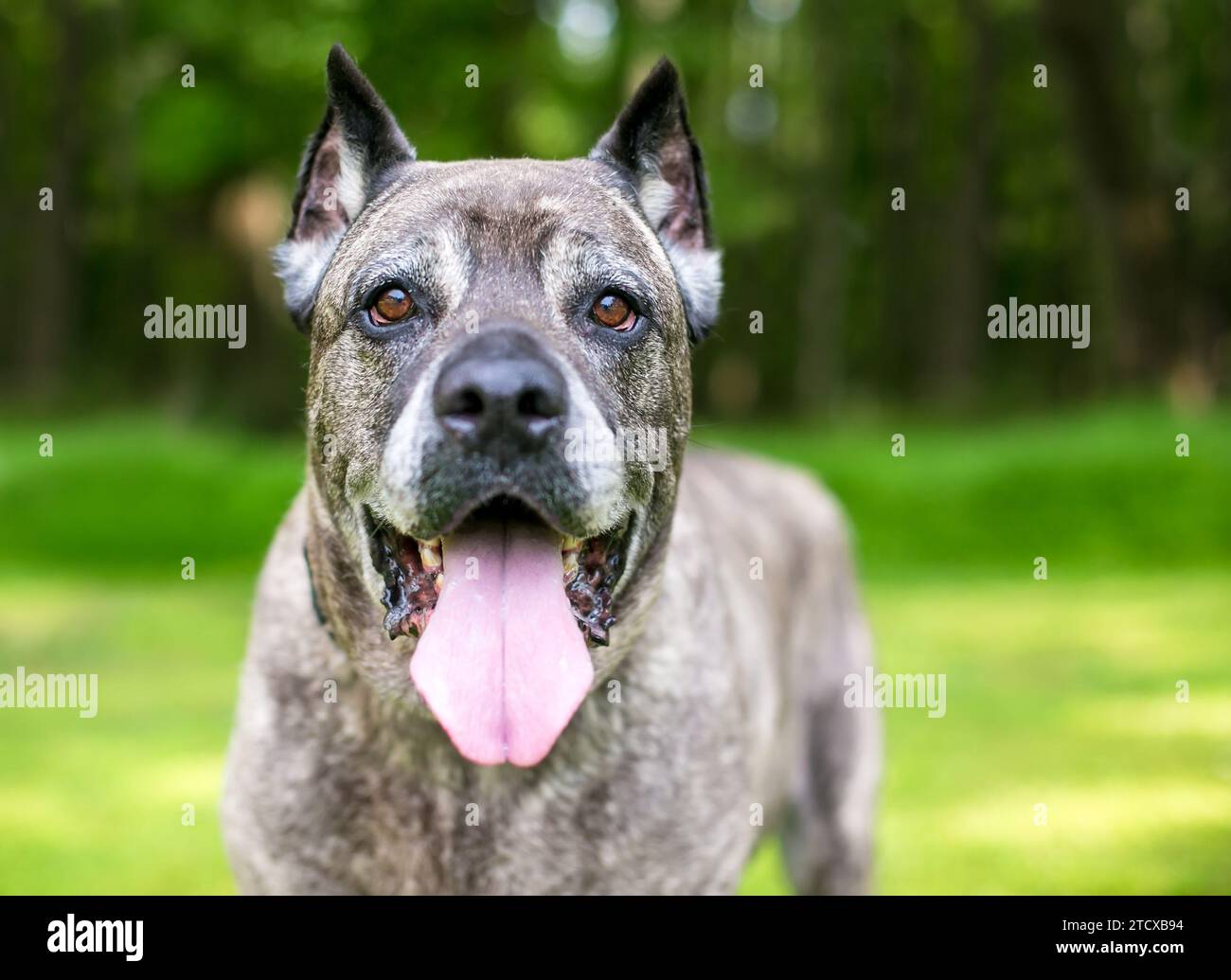 Un cane di brindle cane corso Mastiff che sta piantando Foto Stock