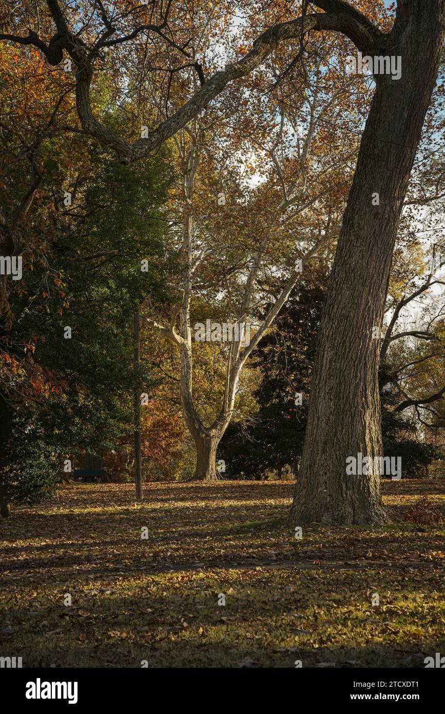 Una foto verticale di alberi in un parco di Memphis nel tardo pomeriggio. Foto Stock