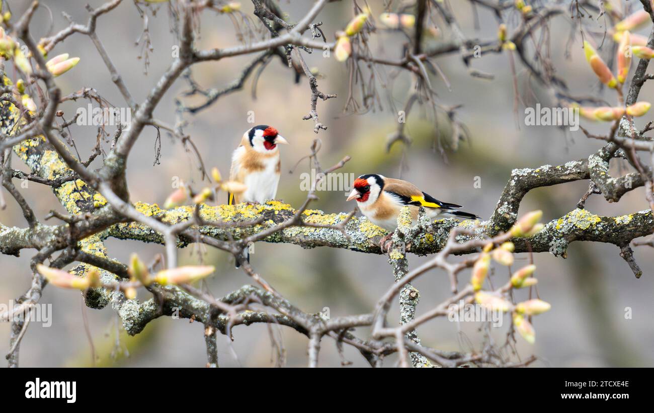 Due Goldfinch che riposano su un ramo Foto Stock