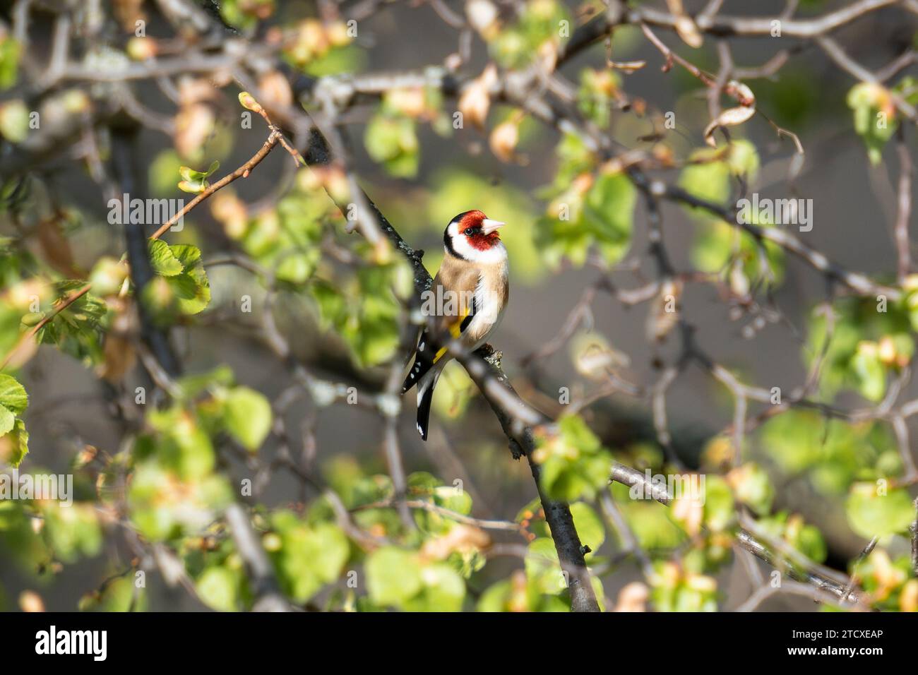 Goldfinch sembra orgoglioso nel cielo Foto Stock