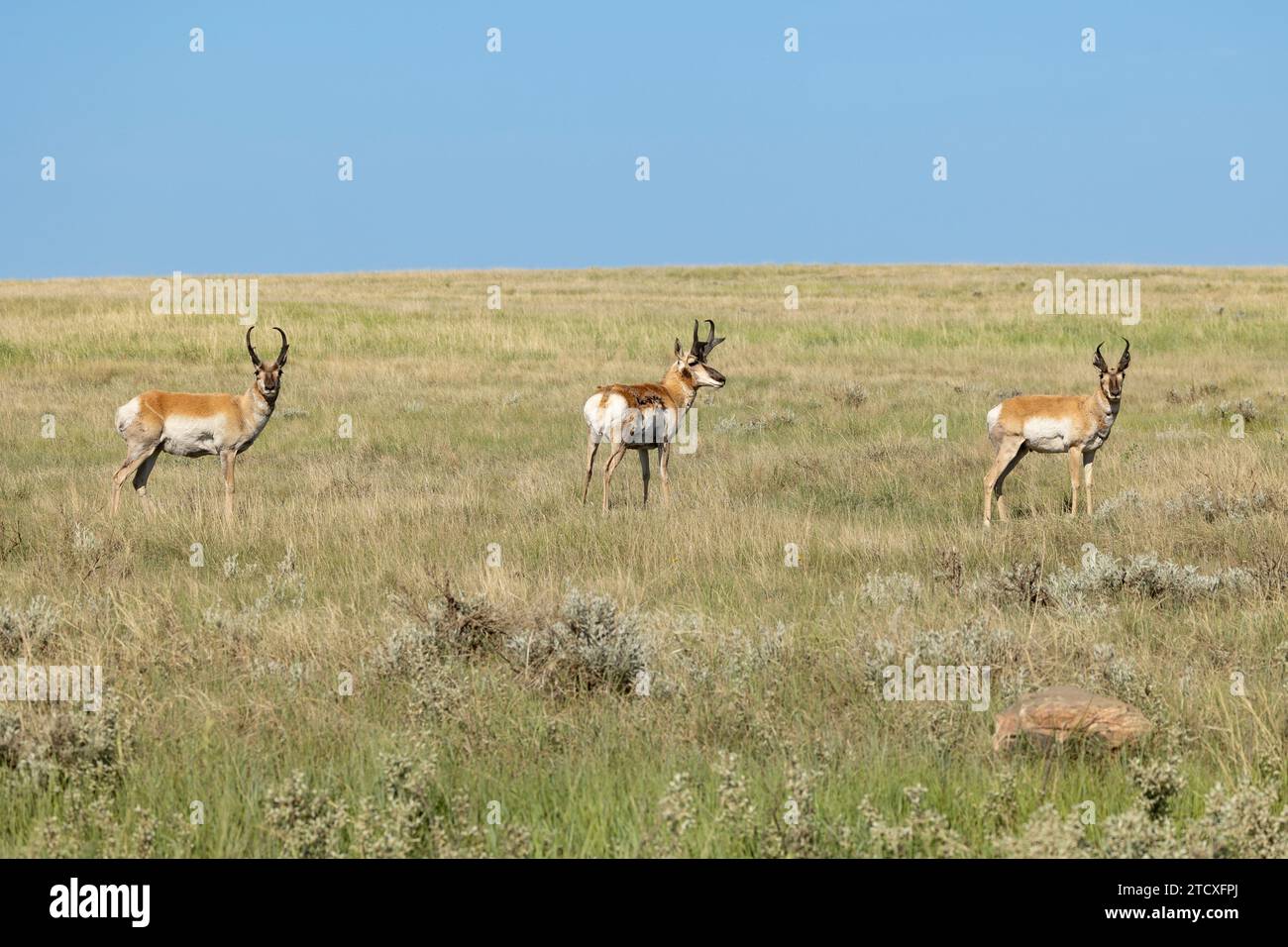 Tre antilopi di fila sulla prateria Alberta, Canada Foto Stock