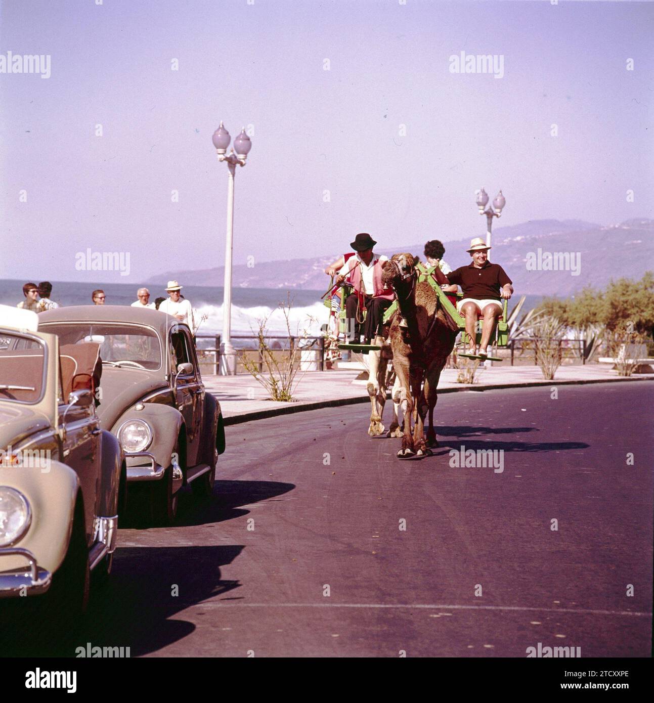 Puerto de la Cruz (Tenerife), giugno 1970. Alcuni turisti vengono portati in cammello attraverso Puerto de la Cruz. Crediti: Album / Archivo ABC Foto Stock
