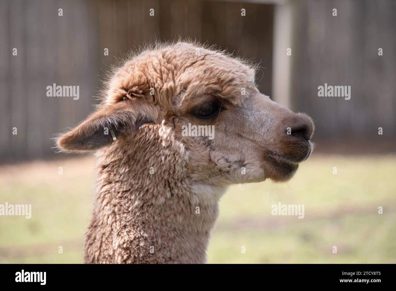 gli alpaca sono animali dal corpo sottile con gambe e collo lunghi, teste piccole e grandi orecchie appuntite. Sono rivestiti in morbido pile Foto Stock