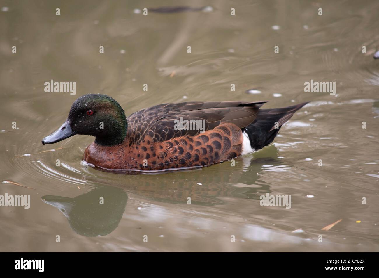 il maschio l'anatra color castagno ha una testa e un collo verdi e un corpo marrone Foto Stock