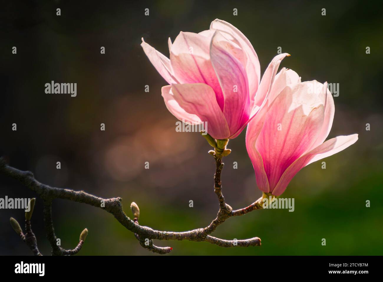 Primo piano di un fiore rosa di magnolia su un ramoscello, con sfondo naturale bokeh Foto Stock