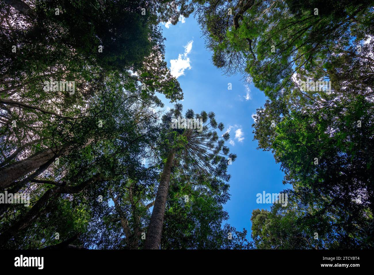 Guardando i pini Bunya nel Bunya Mountains National Park, Queensland, Australia Foto Stock
