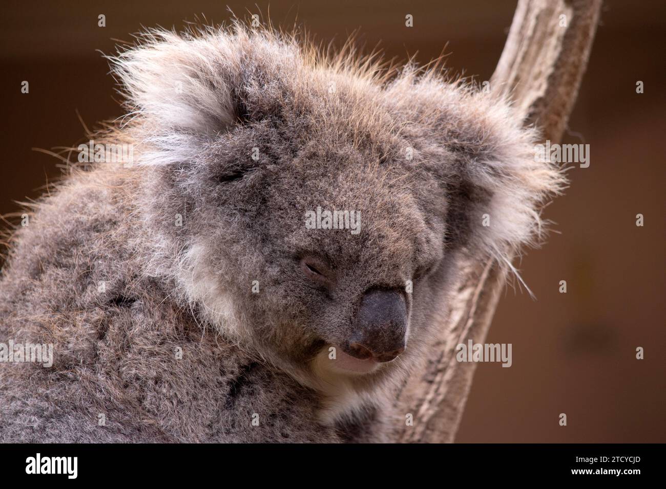 Il Koala ha una grande testa rotonda, grandi orecchie da pelliccia e un grosso naso nero. La loro pelliccia è solitamente grigio-marrone nel colore con pelliccia bianca sul petto, sulle braccia interne, Foto Stock