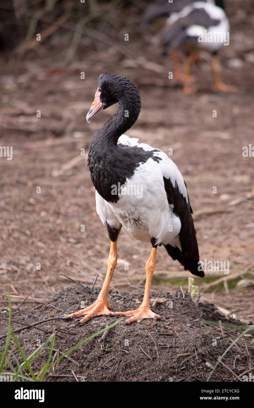 L'oca magpie è un seabird bianco e nero con testa e collo neri e un corpo bianco e un collo lungo. Foto Stock