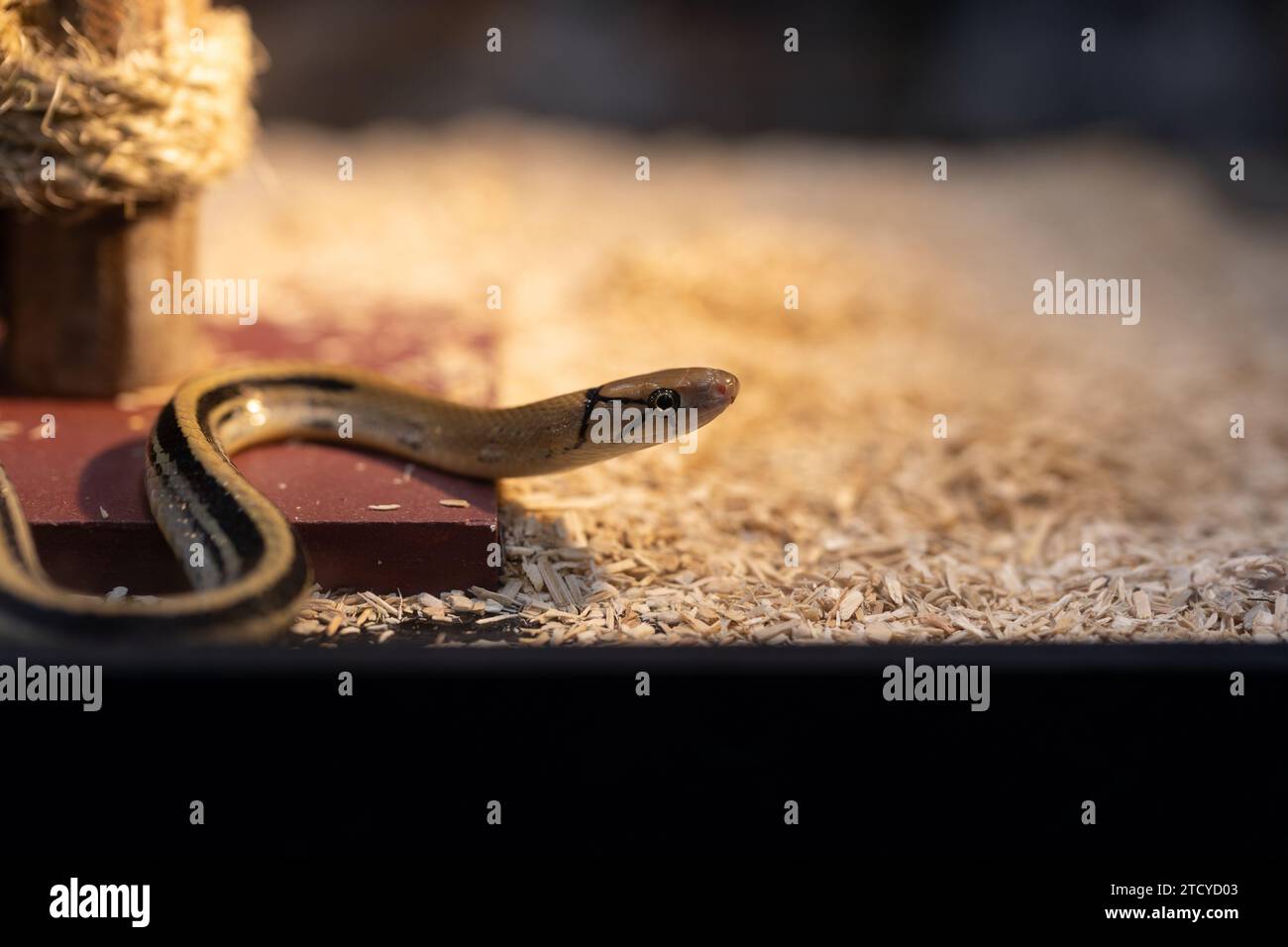 Primo piano di un serpente irradiato a terra. E' un serpente non velenoso. Foto Stock