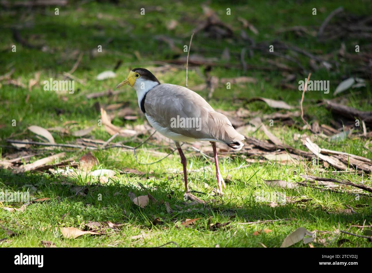 Il Lapwing Masked è principalmente bianco sotto, con ali e dorso marroni e una corona nera. Uccelli hanno grandi wattles gialli che coprono la faccia, Foto Stock