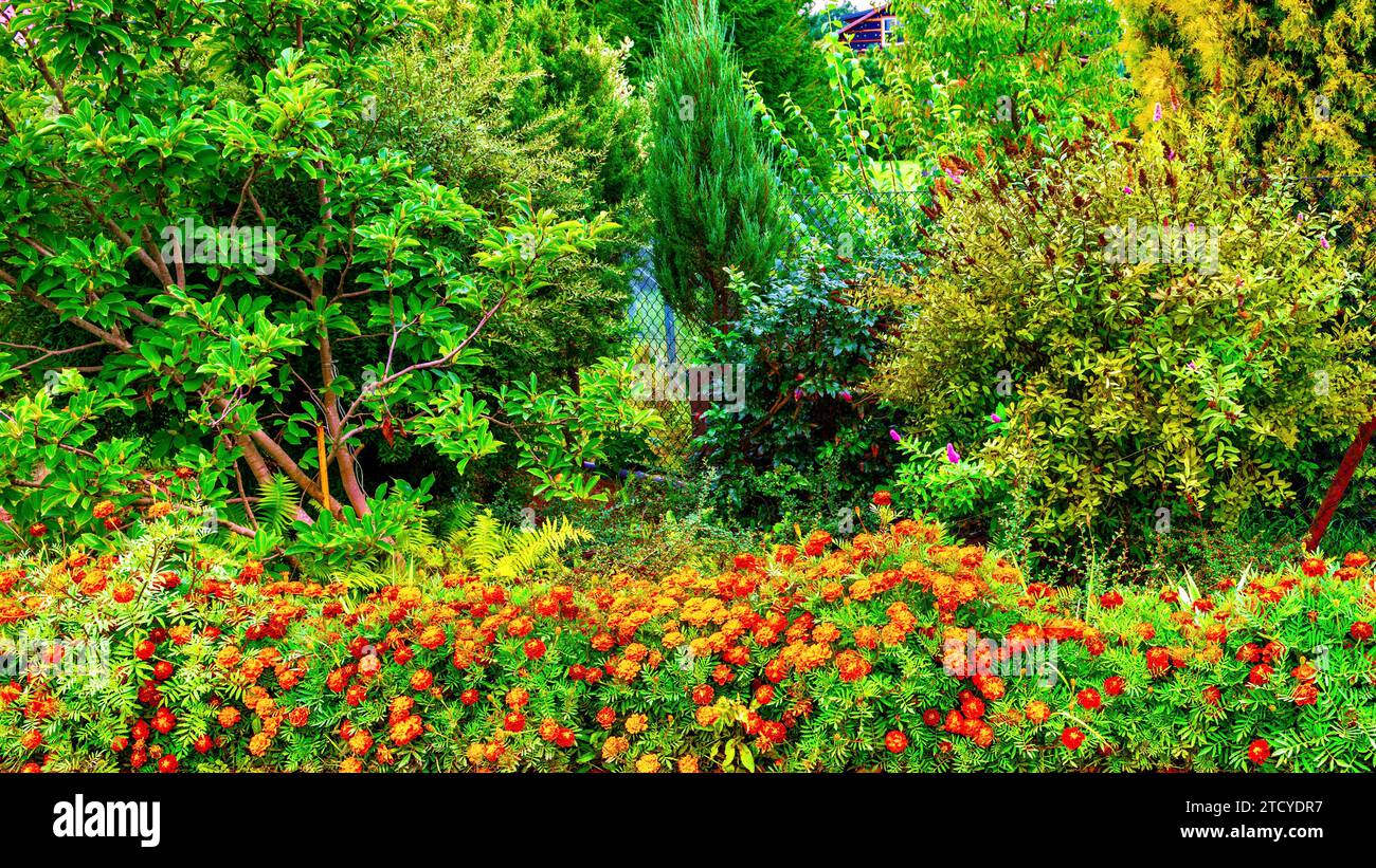 Fiori di calendula nel giardino con sfondo naturale, Polonia. Foto Stock