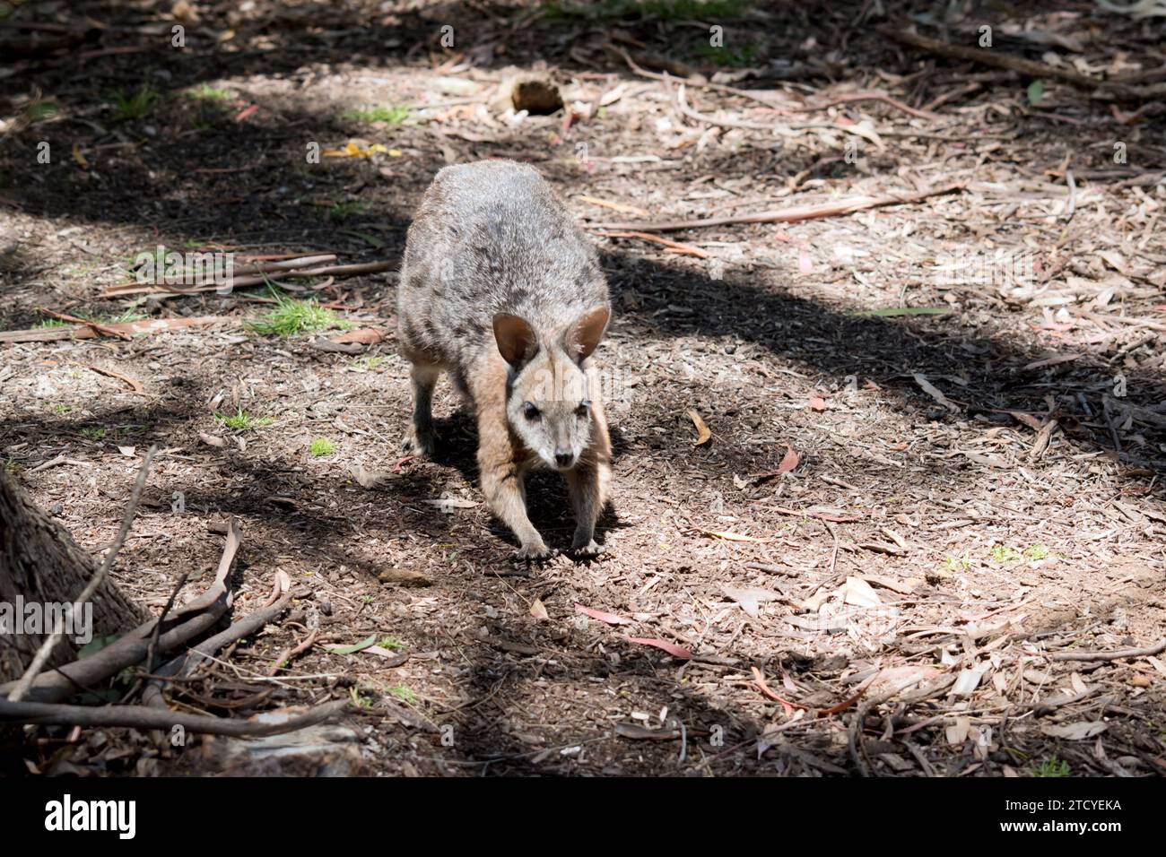 il wallaby delle mammelle è un piccolo wallaby grigio con spalle tan e un petto bianco Foto Stock