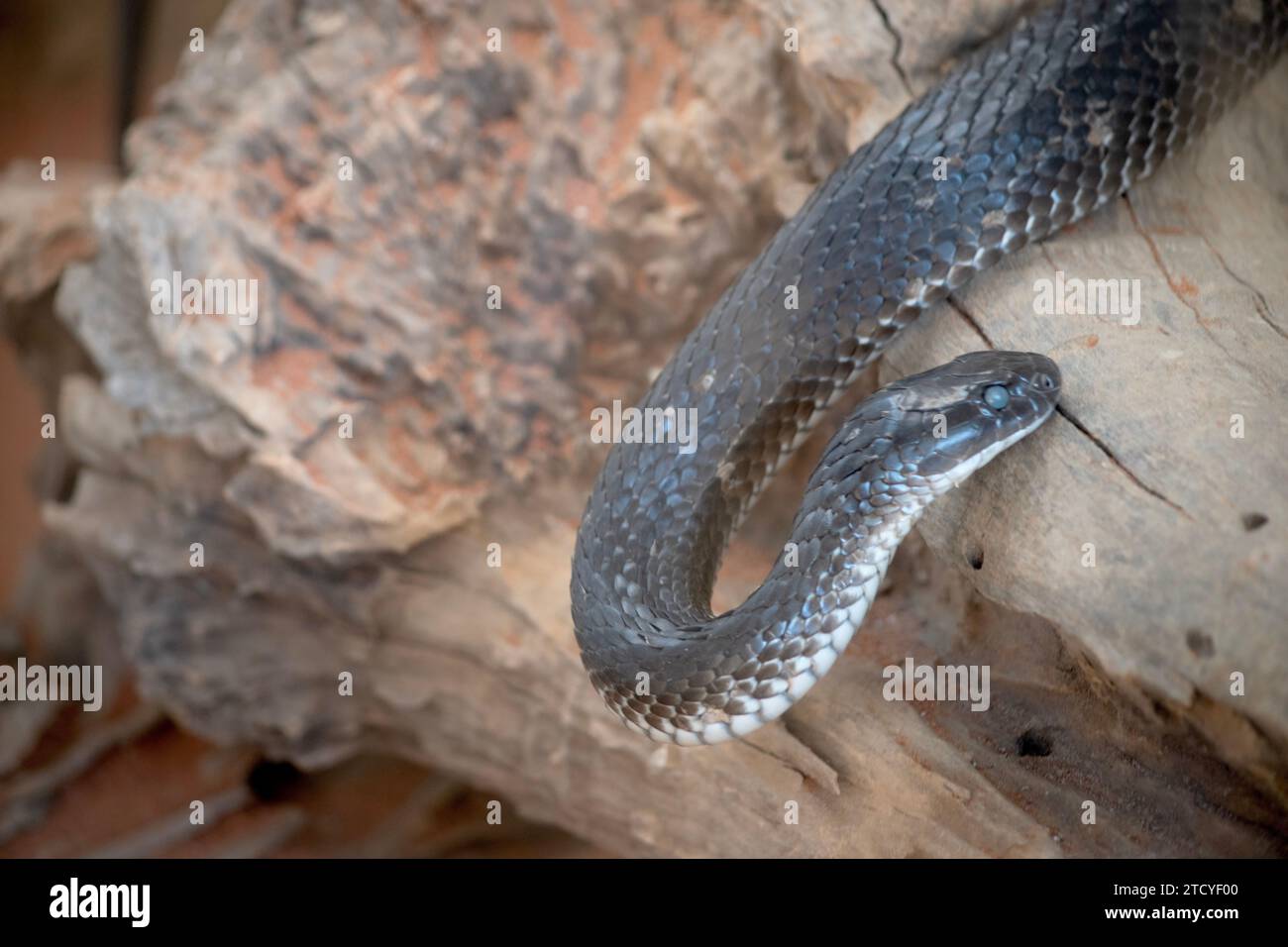 il serpente tigre sta scivolando su un tronco Foto Stock