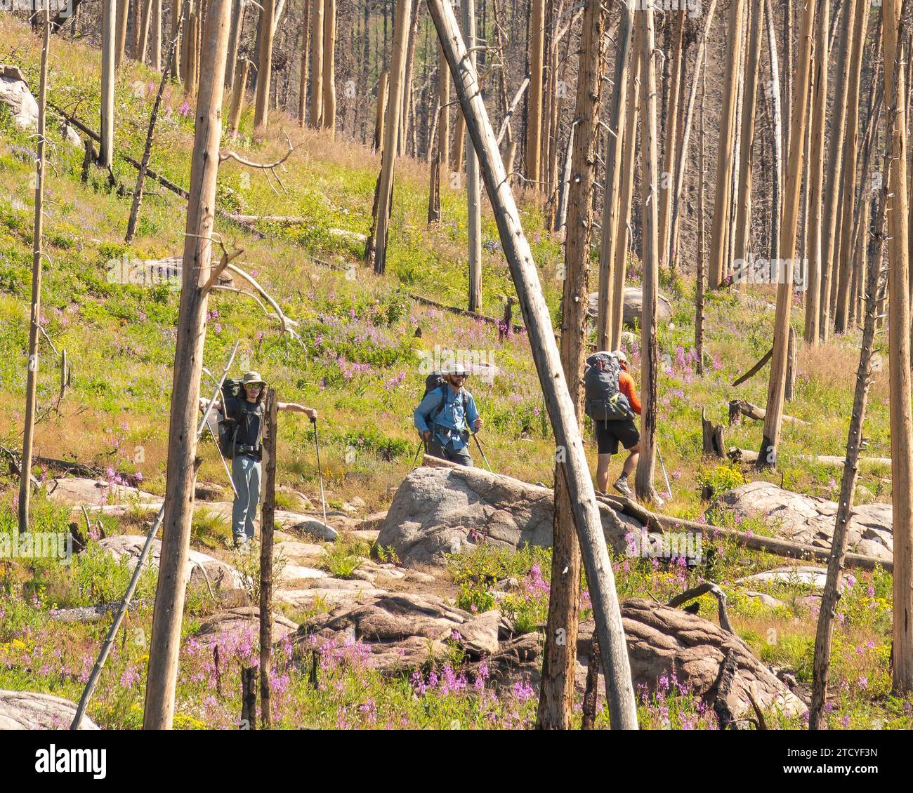 I Backpackers attraversano un sentiero panoramico tra fiori selvatici nel Parco Nazionale delle Montagne Rocciose. Foto Stock