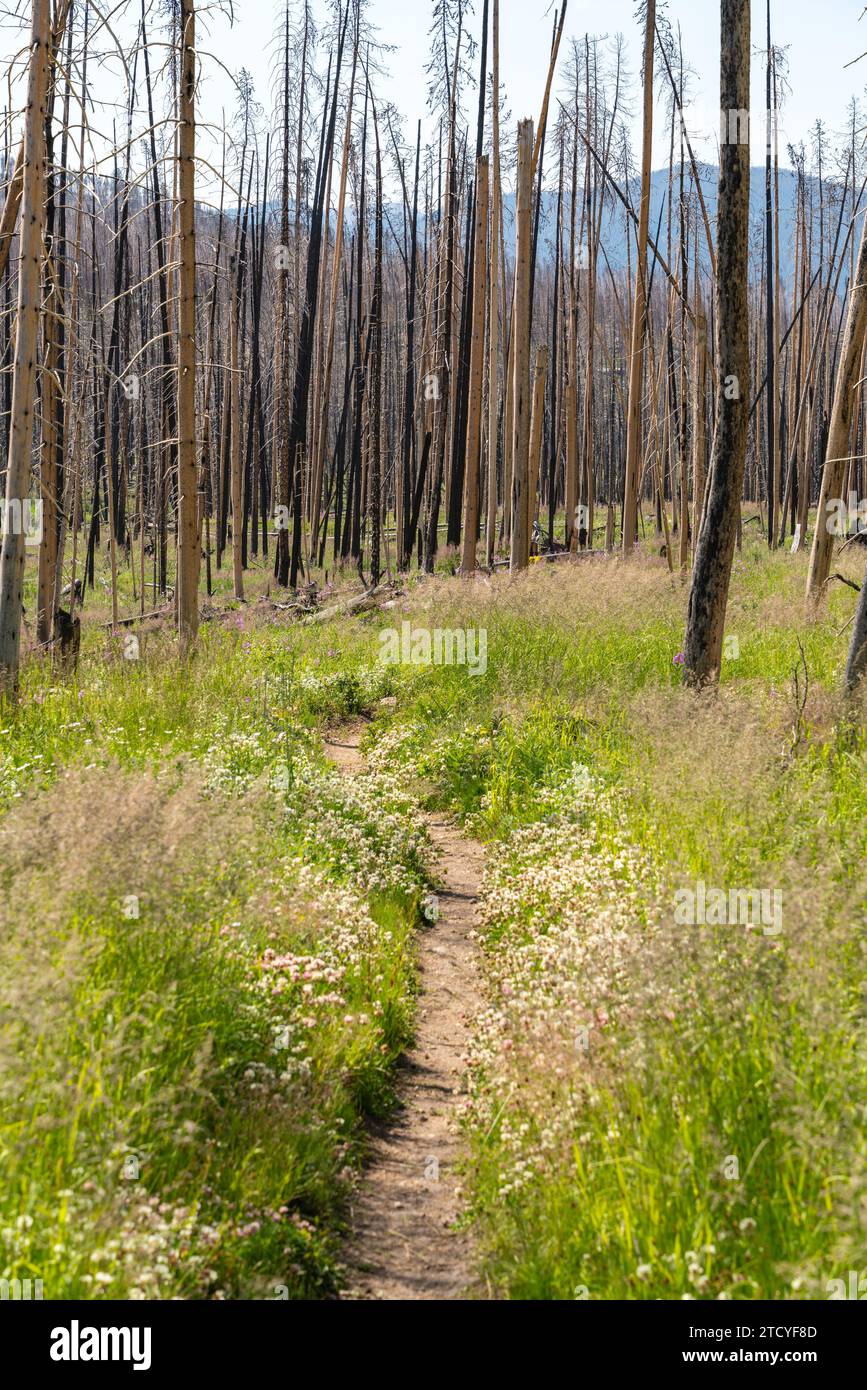 Sentiero stretto attraverso una glade di fiori selvatici in una foresta bruciata in recupero, il parco nazionale delle Montagne Rocciose. Foto Stock
