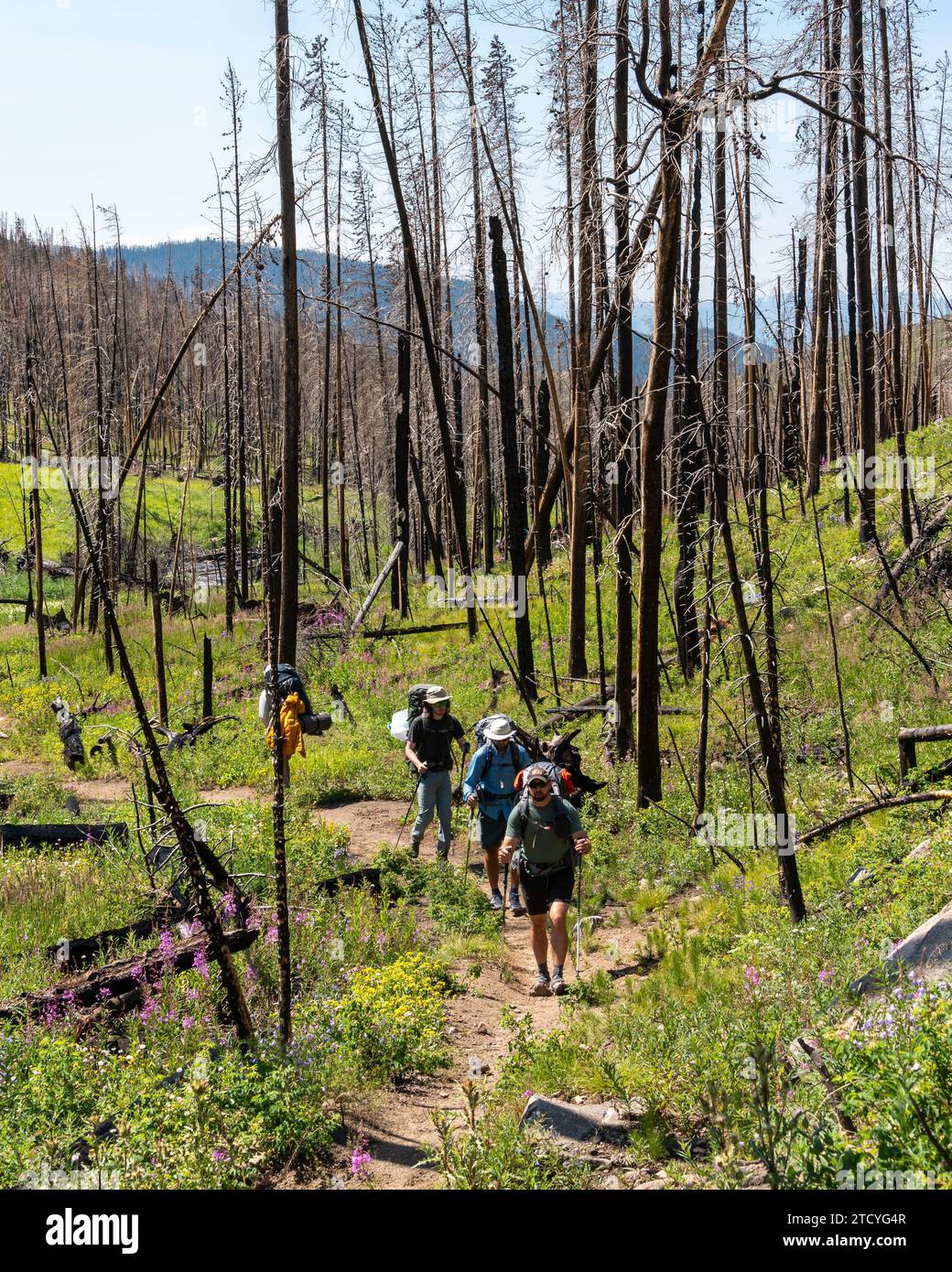 Gli escursionisti avventurosi attraversano un sentiero circondato da nuovi fiori selvatici e dai resti di alberi carbonizzati nel Parco Nazionale delle Montagne Rocciose. Foto Stock