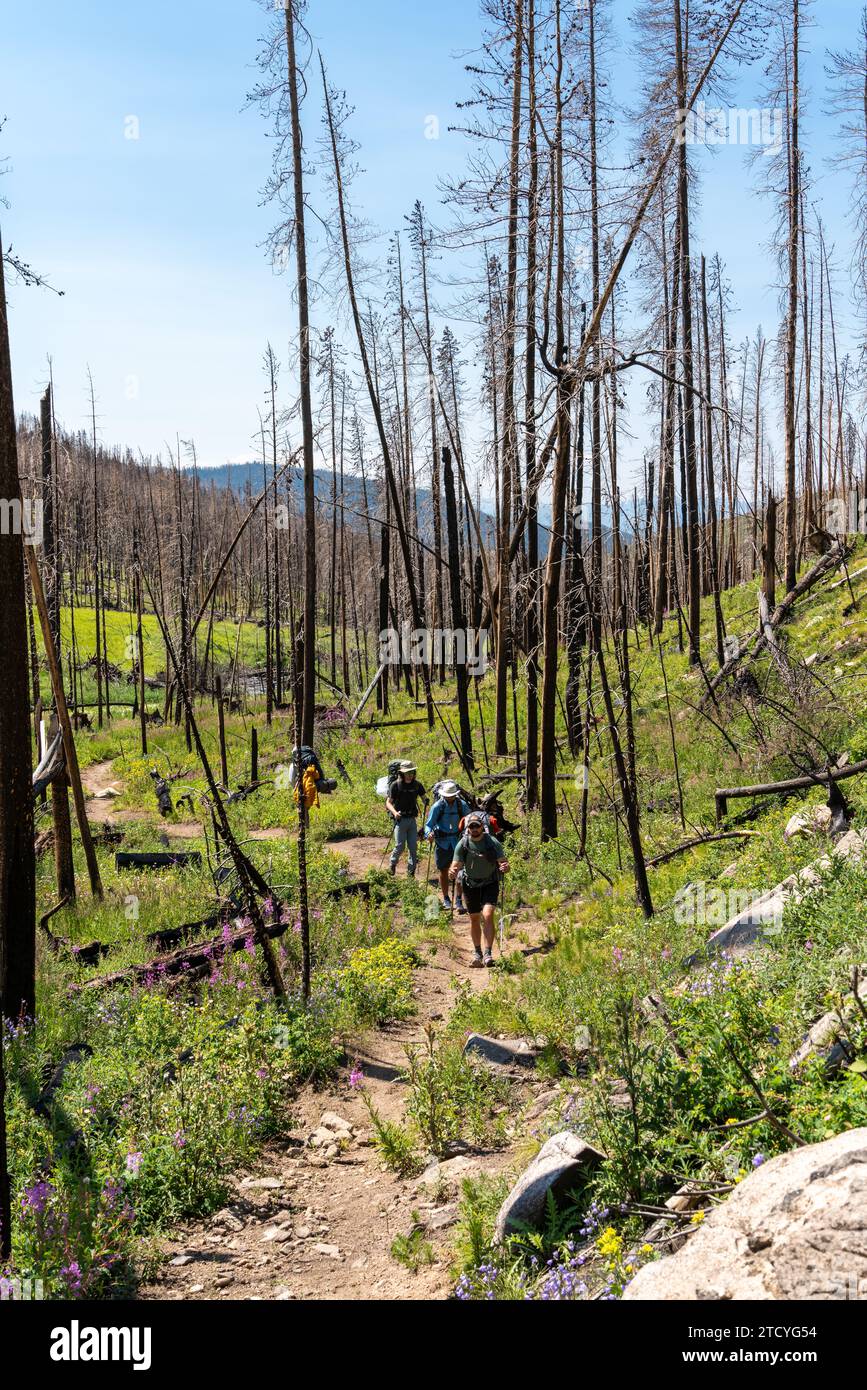 Gli escursionisti avventurosi attraversano un sentiero circondato da nuovi fiori selvatici e dai resti di alberi carbonizzati nel Parco Nazionale delle Montagne Rocciose. Foto Stock