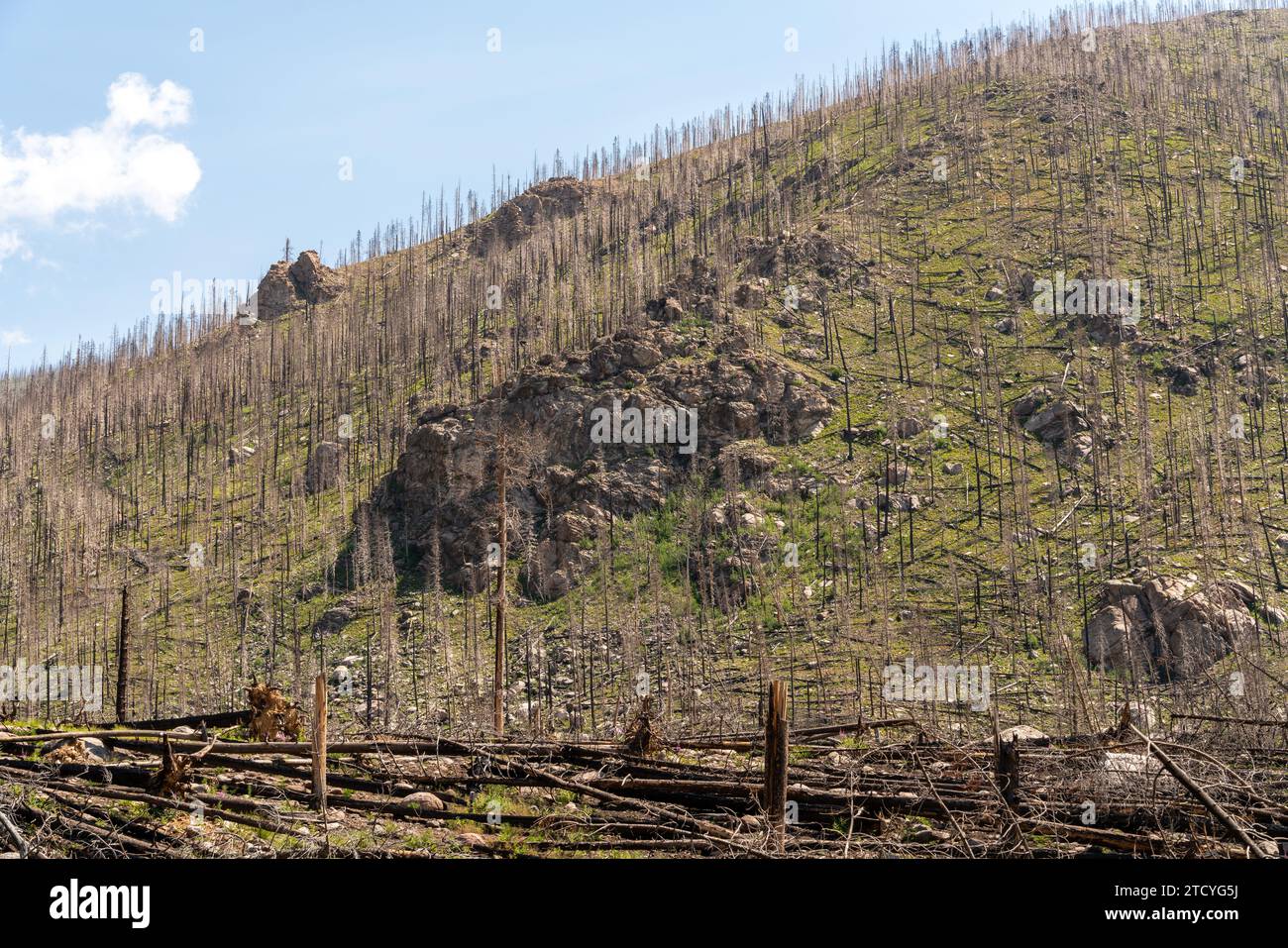 Un'aspra collina mostra gli effetti degli incendi, con una nuova vegetazione che emerge tra i resti carbonizzati del Rocky Mountain National Park. Foto Stock