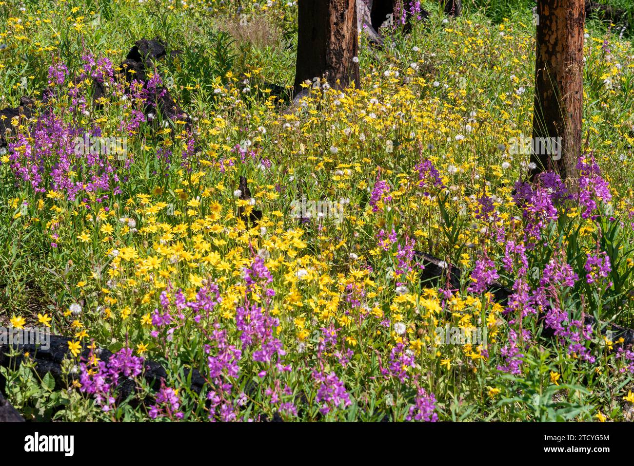 Un vivace tappeto di fiori selvatici viola e gialli si erge in netto contrasto con gli alberi carbonizzati del Parco Nazionale delle Montagne Rocciose, a significare la ricrescita Foto Stock