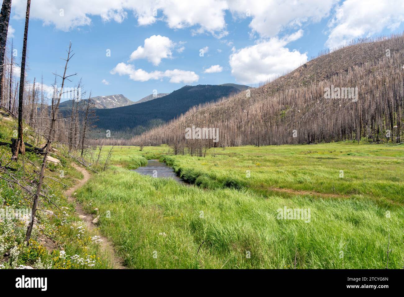 Un prato lussureggiante con un torrente serpeggiante contrasta con una foresta segnata da un incendio, che mostra la resilienza del Parco Nazionale delle Montagne Rocciose. Foto Stock