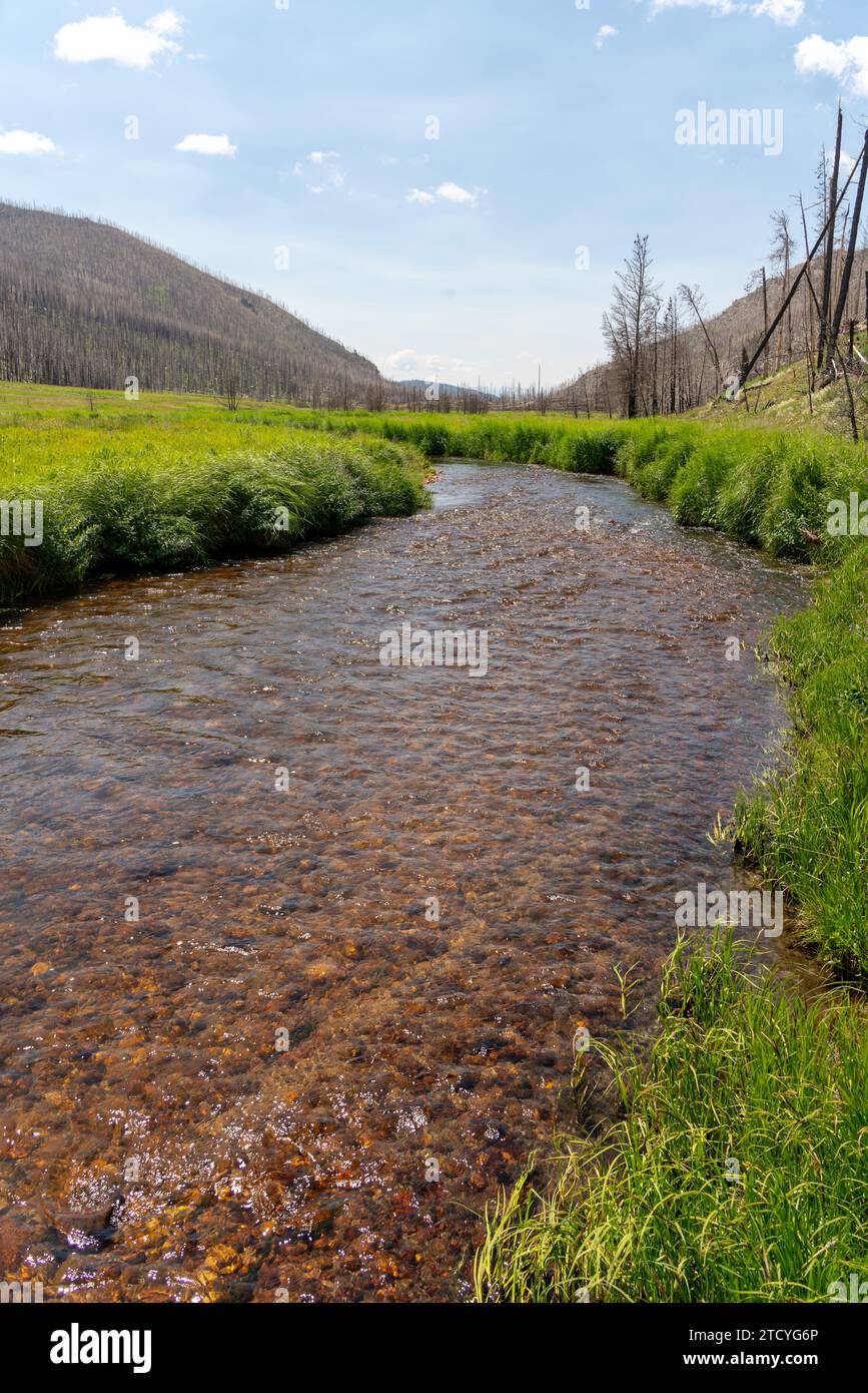 Un dolce torrente scorre attraverso una valle lussureggiante con lo sfondo di una foresta bruciata in recupero nel Parco Nazionale delle Montagne Rocciose. Foto Stock