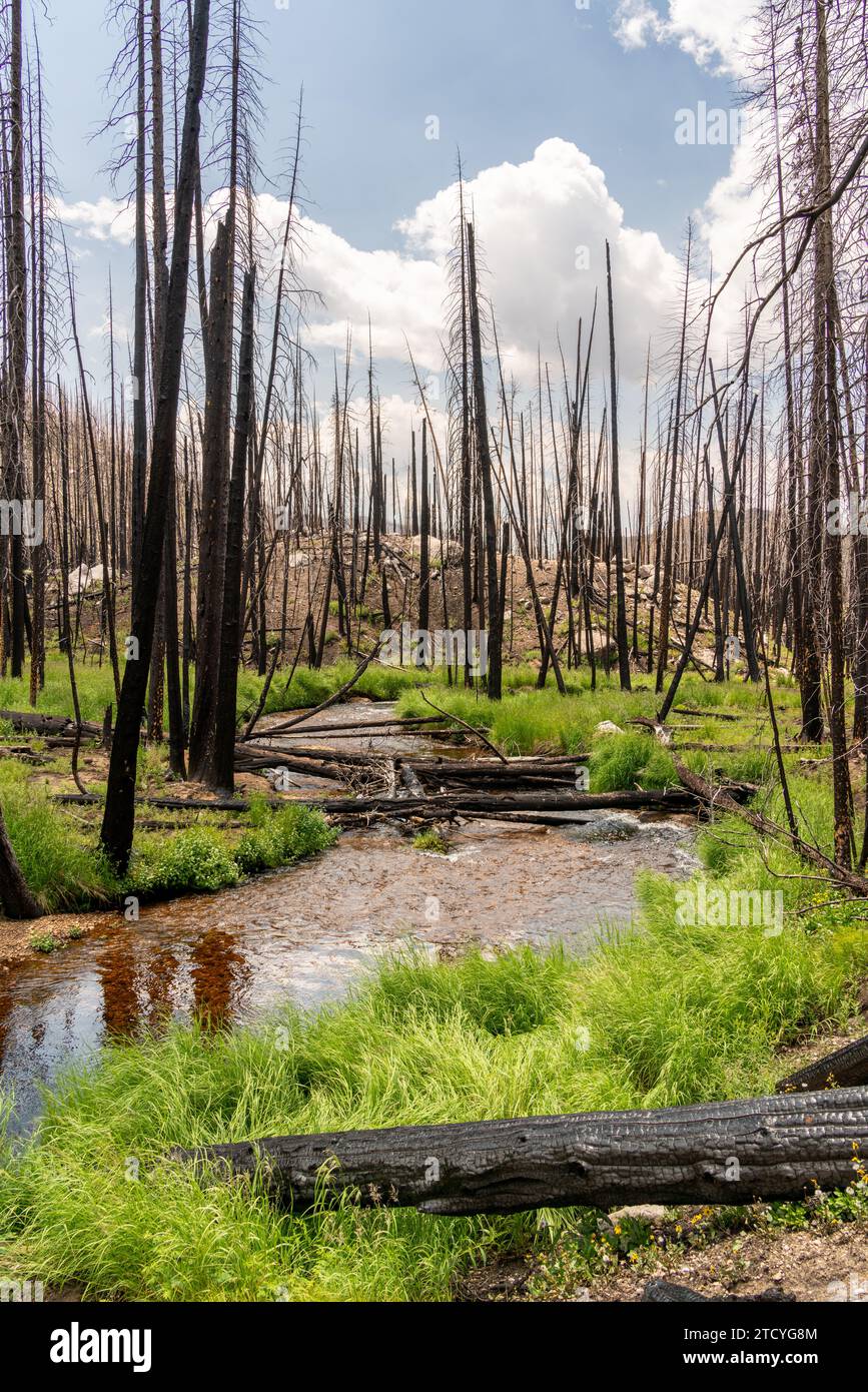 Un sereno ruscello si snoda attraverso un aspro paesaggio di alberi segnati dal fuoco e una nuova e lussureggiante crescita nel Parco Nazionale delle Montagne Rocciose. Foto Stock