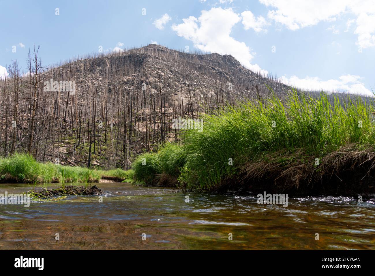 Le acque calme scorrono oltre una collina di alberi bruciati recuperati sotto un cielo estivo limpido nel Parco Nazionale delle Montagne Rocciose. Foto Stock