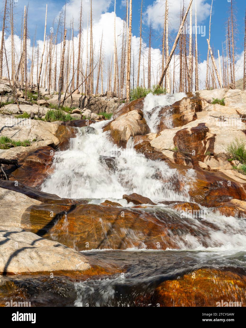 Le acque a cascata e la ricrescita definiscono il paesaggio resiliente del Parco Nazionale delle Montagne Rocciose. Foto Stock